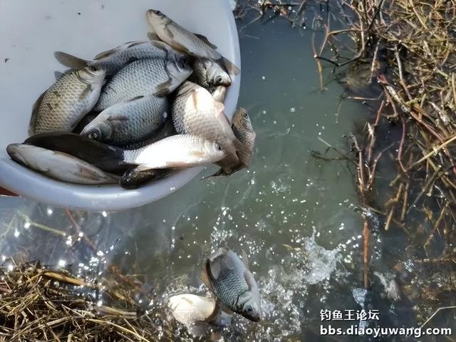 地狱猫野钓,鱼获真不孬