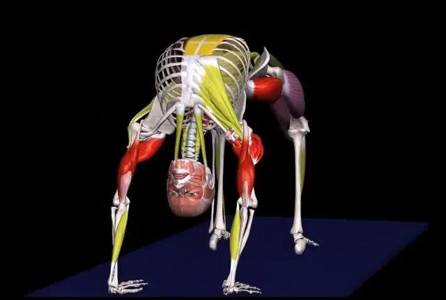 瑜伽“后弯女王”——轮式，你解锁了吗？