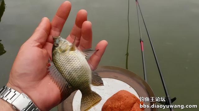 新钓点试钓，鱼口太好就少钓点