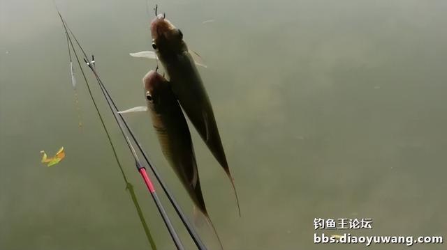 新钓点试钓，鱼口太好就少钓点