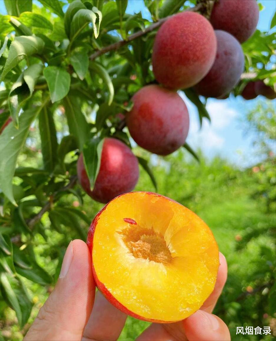 在中国，这10个地方的“李子”最好吃！味甜，汁多，错过可惜了