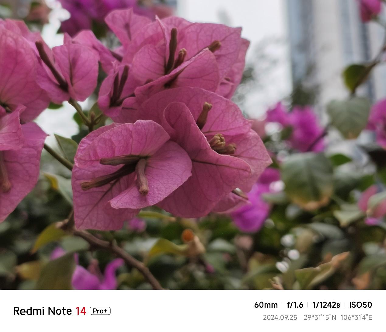 给随便选一款全能手机的用户 Redmi Note 14 Pro+抢先体验