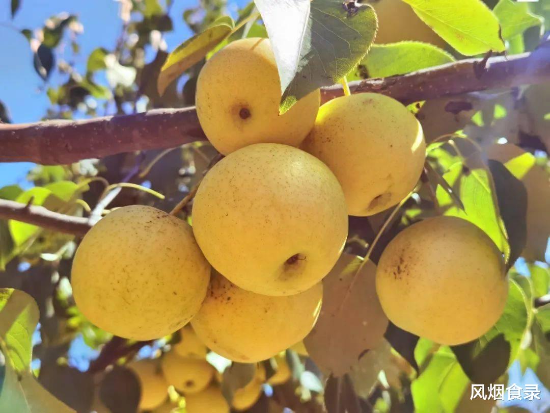 全国,哪的“梨”最好吃?经过评选,这10个地方上榜,有你家乡吗