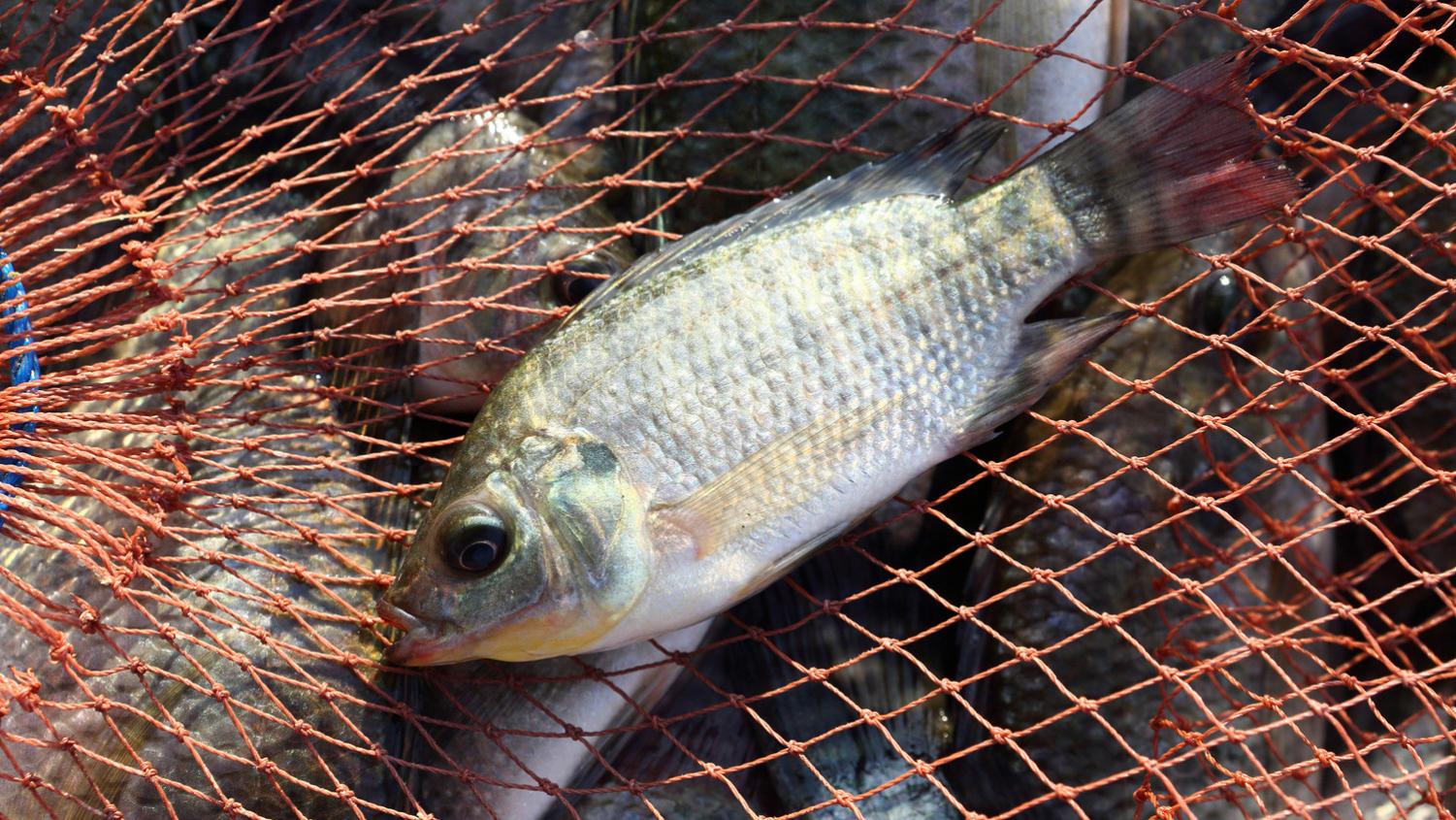 夏季钓罗非鱼的用饵技巧，鱼情不同差别大
