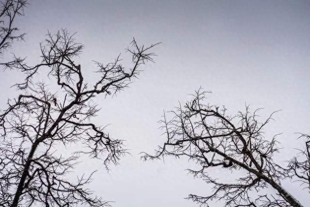 为什么头发会分叉？