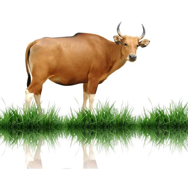 “生肖牛”的终身寿数，3月过后该何去何从？也许这就是命！