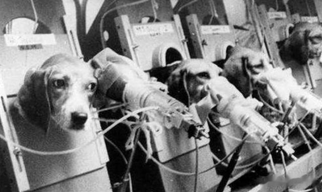 吸烟真的有害吗？英国烟草公司用48只狗做实验，3年每天吸100支烟