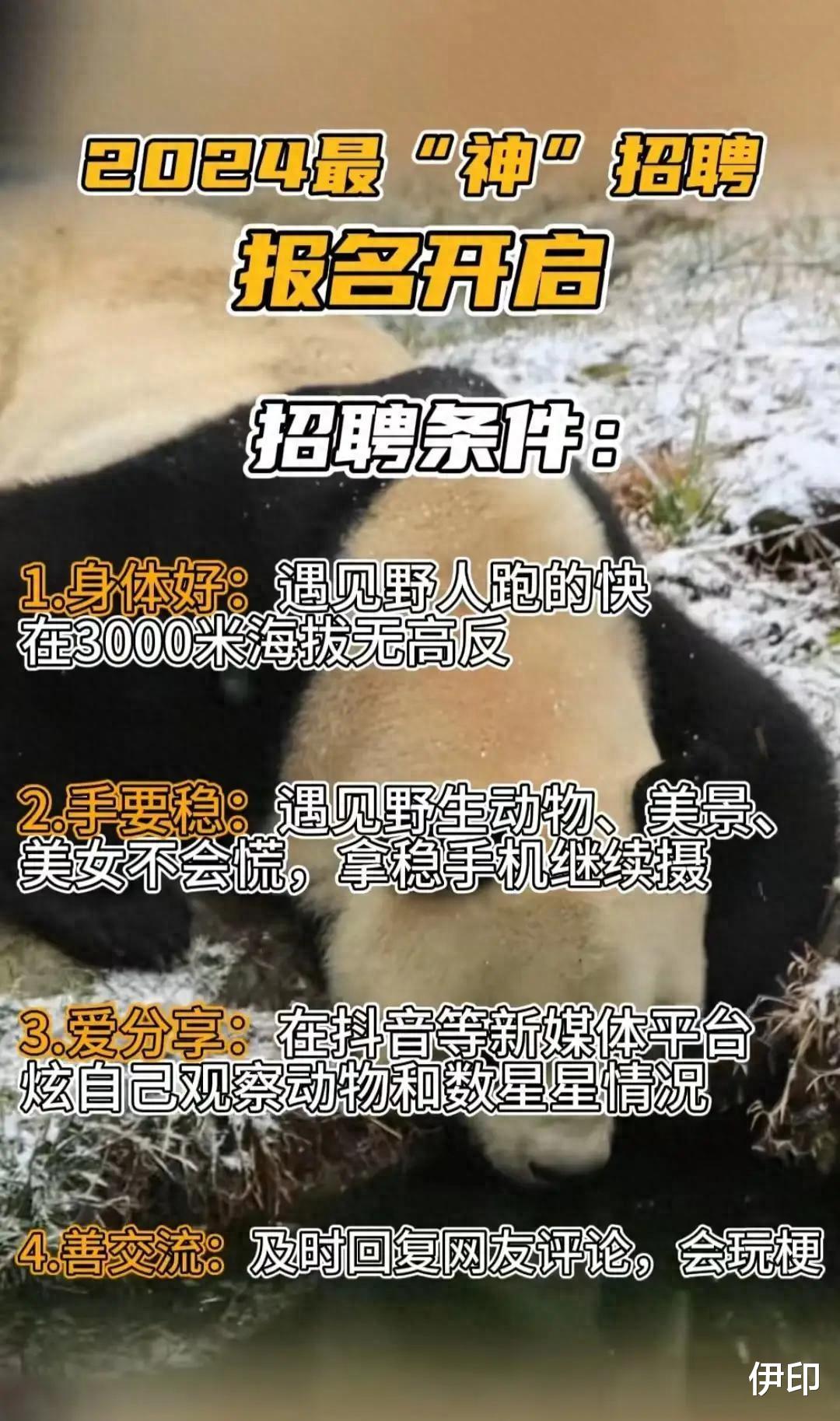 神农架景区发布招聘，要求第一条让人不解，难道真的有野人？