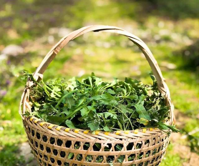 这5种野菜自带“毒素”，不能随便吃，大厨：焯水后再吃，别不懂