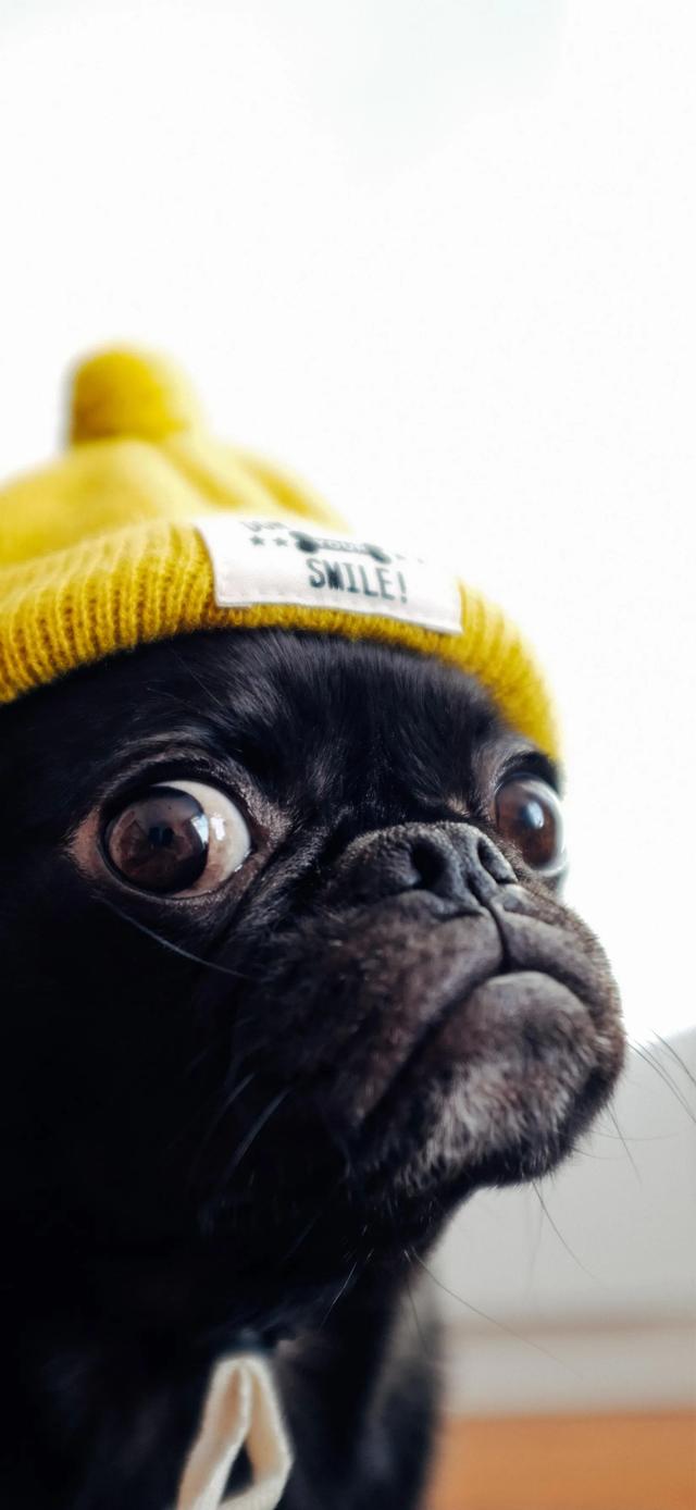 手機壁紙，趣玩，美圖分享