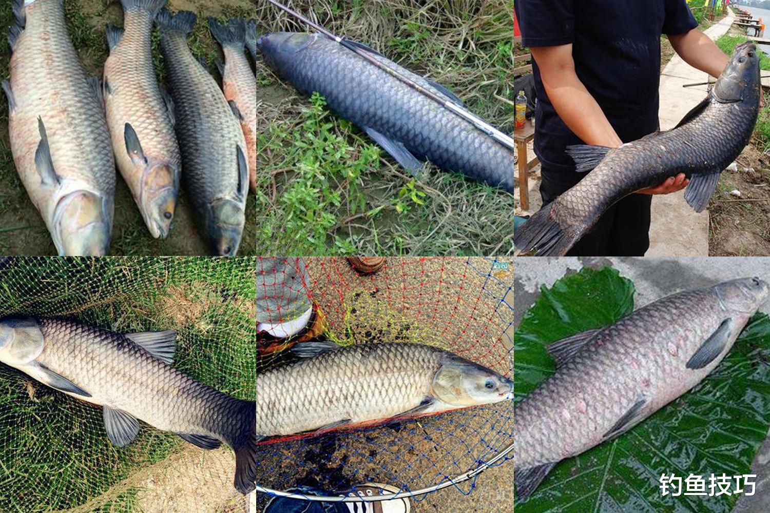初春钓青鱼的5个知识点,初春钓青鱼全攻略