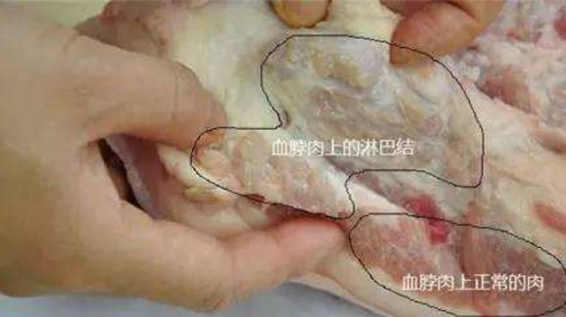 猪肉中“最毒”器官，我国虽明令禁止食用，不少饭店里却屡见不鲜