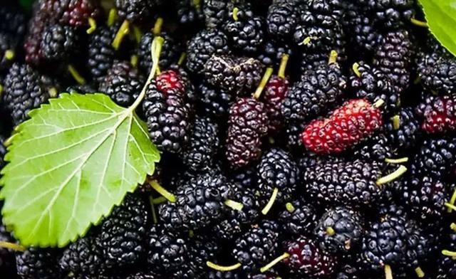 维生素C是蓝莓的4倍!减肥星人友好!这种水果赶紧炫!