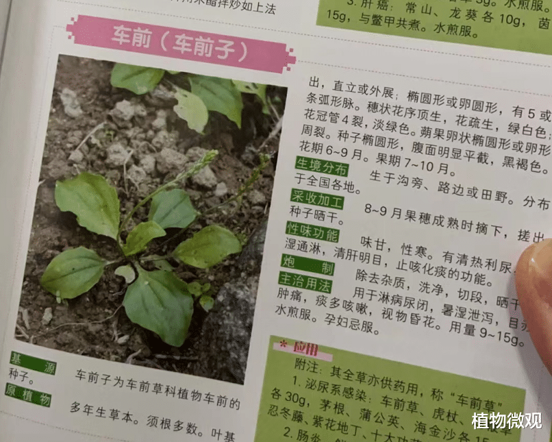 车前草,又名车轮菜、蛤蟆衣,有4大作用,价值极高,农民朋友要了解!