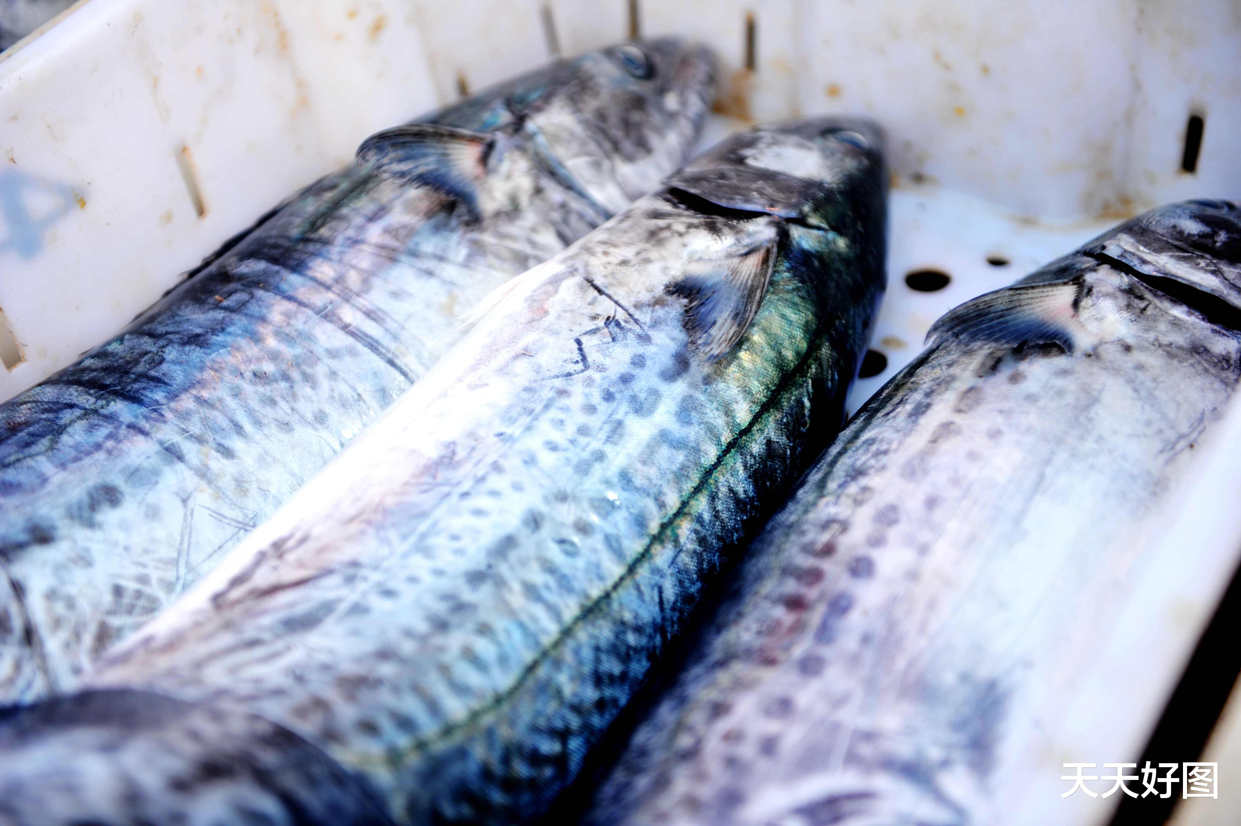 青岛春鲅鱼“失宠”，45一斤买的人太少，老渔民：三大原因真现实