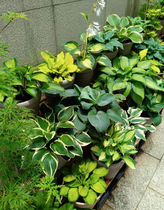 杨丽萍的“院子”火了,圈粉无数人,网友:这才是“人间仙境”!