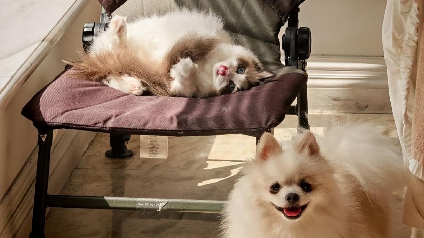 罗巍晒荣耀Magic5新算法样张网友调侃是Magic7伪装的，还有6X新机