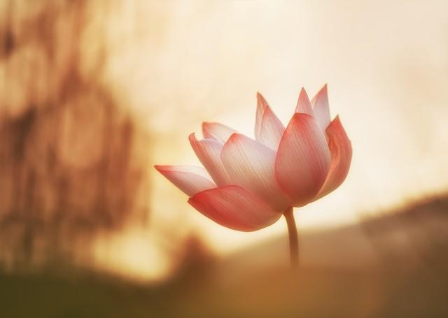 你是不是和我一样，38岁已经开始了脱发，从此开始挑战不用洗发水