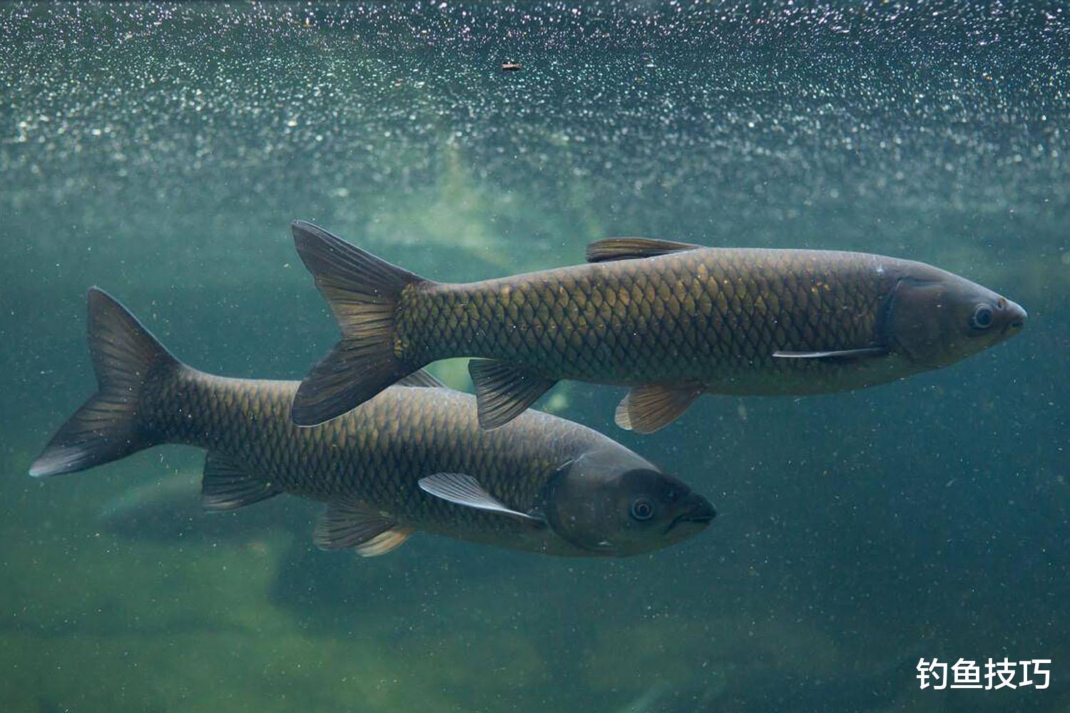 钓黑坑青鱼的5个打窝秘诀,连续上鱼的关键