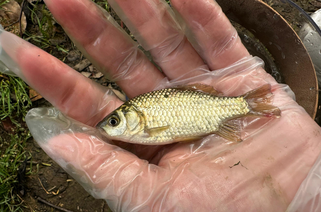 野钓调漂攻略，常钓鱼类调漂技巧，调几钓几一次说清楚