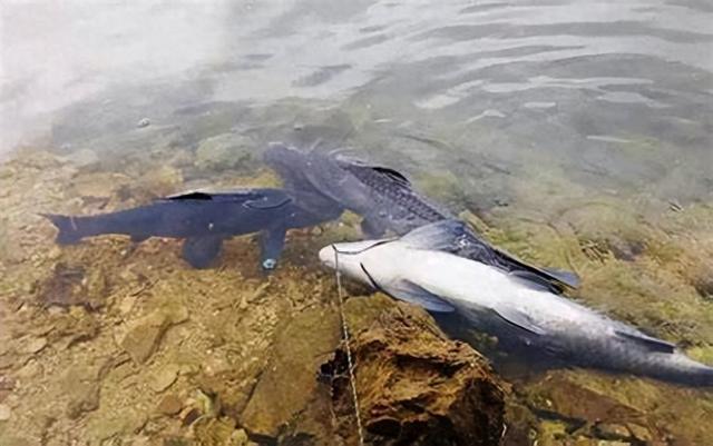 无奈！162斤巨青在上海被英国人钓到，国内9000万钓鱼人脸红不？