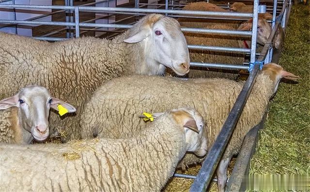 315曝光过的5大食品“黑名单”,尽量少给家人吃,懂得忌口更安心