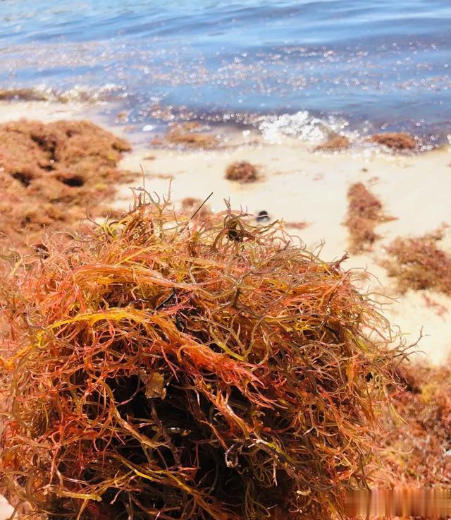 凉拌菜里的石花菜是一种藻类，长得像珊瑚，也叫龙须菜，不用烫熟