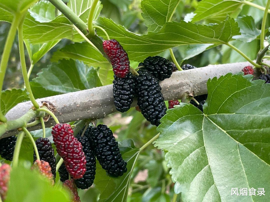 全国哪的桑葚最好吃？经过吃货评选，这8个地方上榜，有你家乡吗