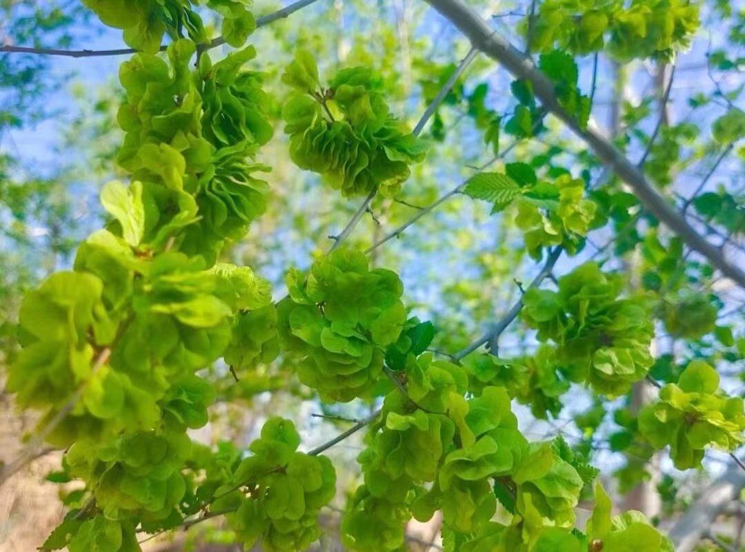 唯一不含草酸的蔬菜！春天，宁愿不吃肉也要吃它，鲜嫩营养正当时