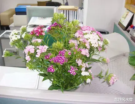 龙吟师傅：办公室里不同方位摆放的花朵颜色