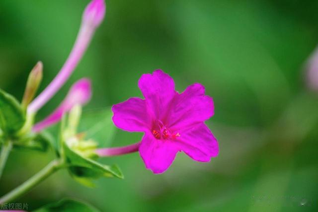 明天开始好运成双，职场开挂的星座，吉星高照，收获满满