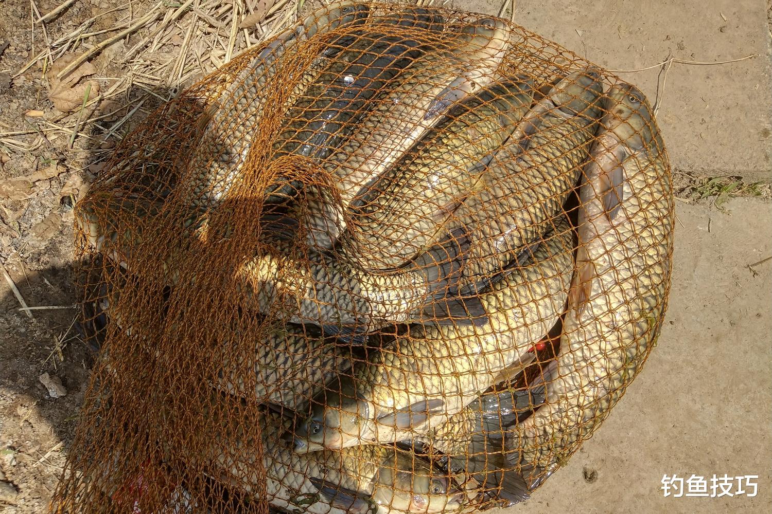 钓黑坑草鱼的5句用饵秘诀,诱鱼快、留鱼久