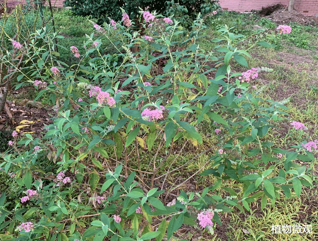人称“醉鱼草”,花叶捣碎扔水里,可醉鱼,钓鱼佬要了解!