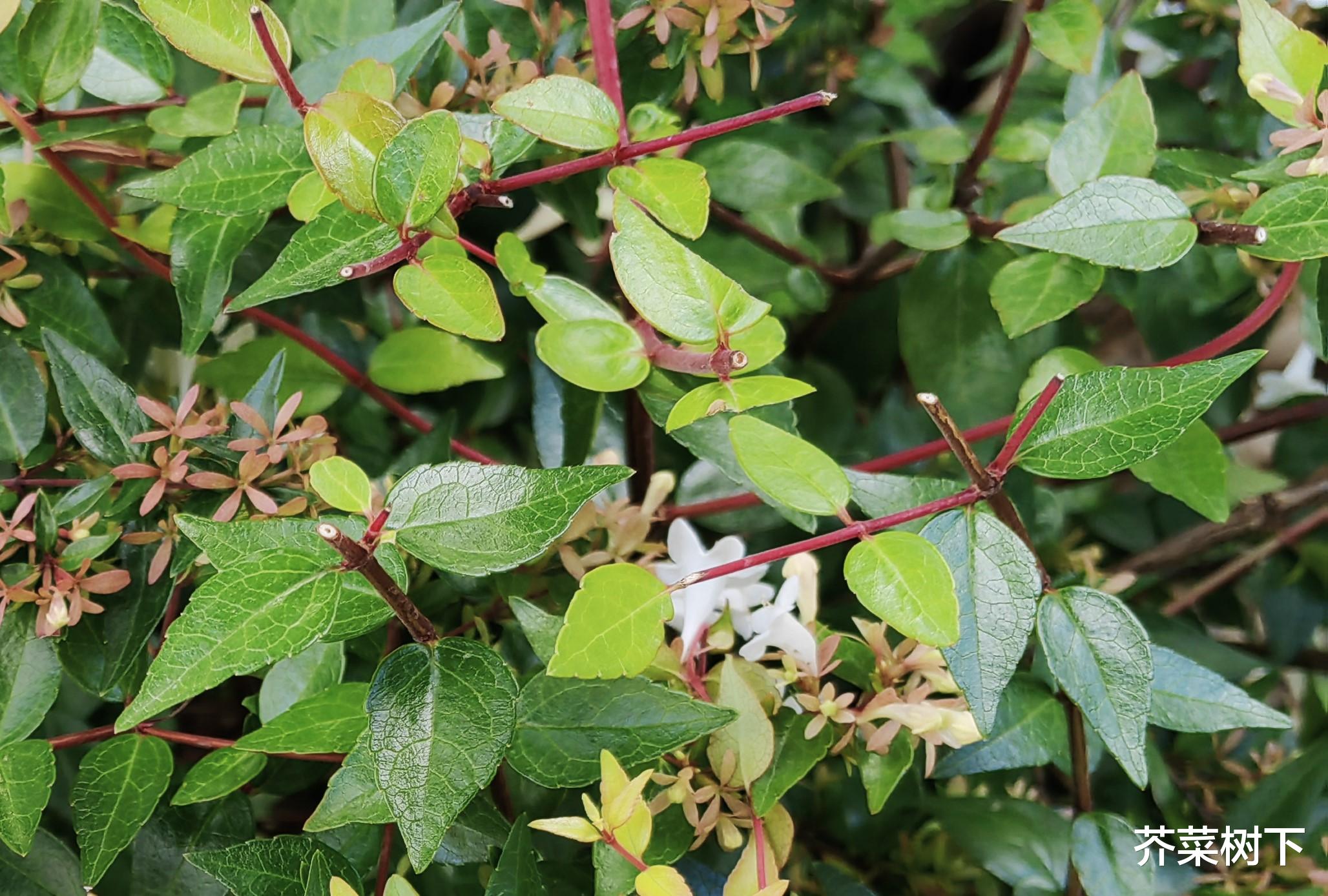 职场打破头?需要老娘舅