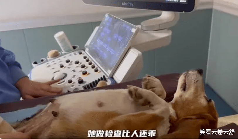 杜江分享收养实验犬后续:不会下楼梯,没见过草坪和太阳?,让人泪目