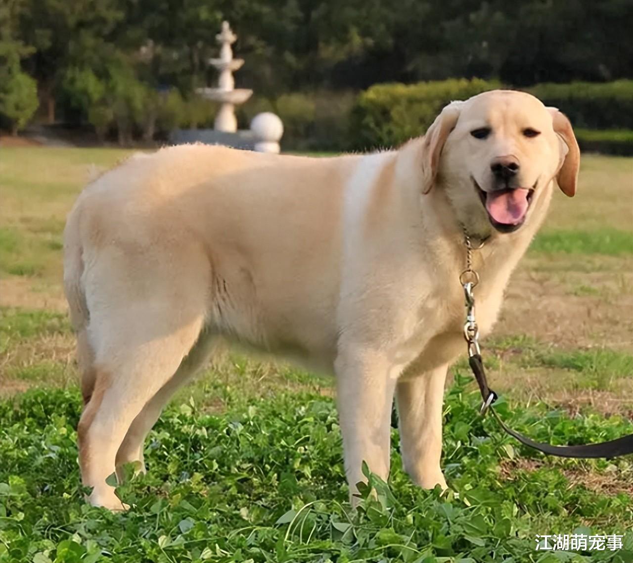拉布拉多犬太胖可咋办?学这几招帮它减肥