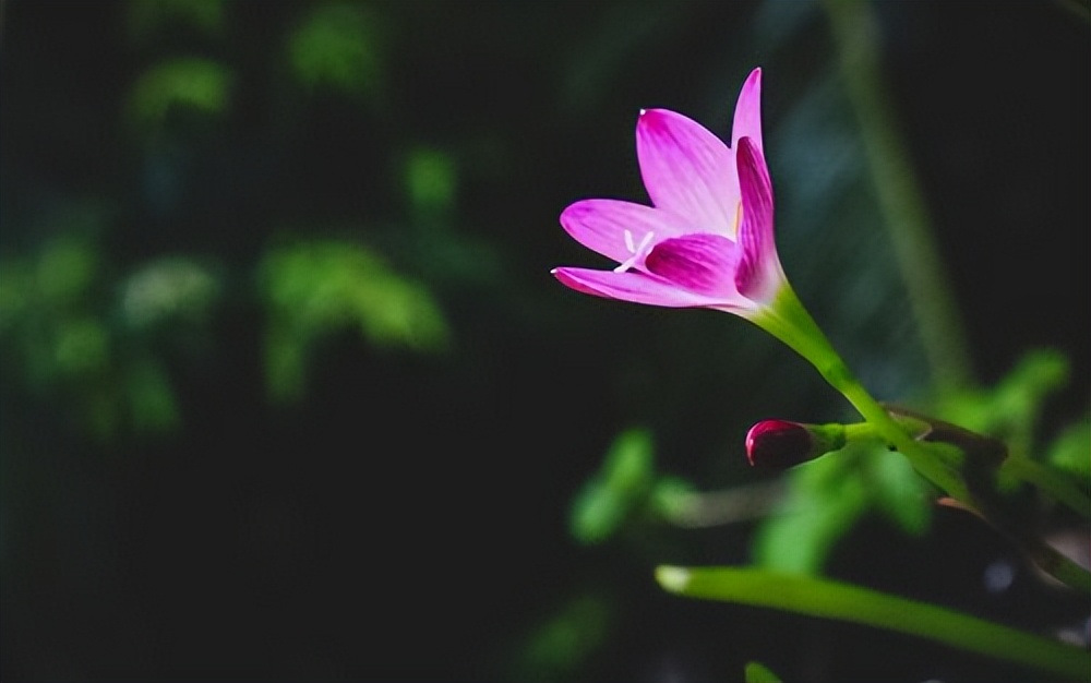 一个人要明白,成功不再难易,只在于把握契机