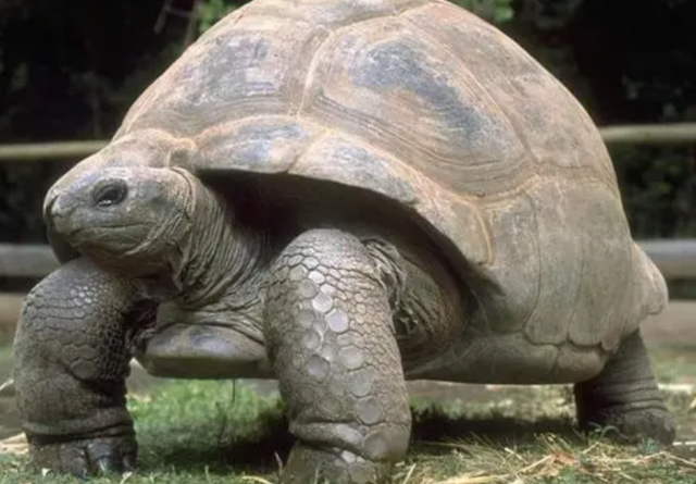 杨振宁的“长寿秘诀”：最核心的并不是多运动和喝水,而是另外4点