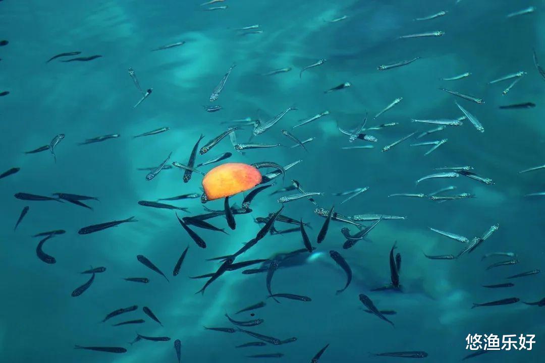 “闹窝小神兽”，最给“钓鱼人面子”，兼具生态与经济的双重价值