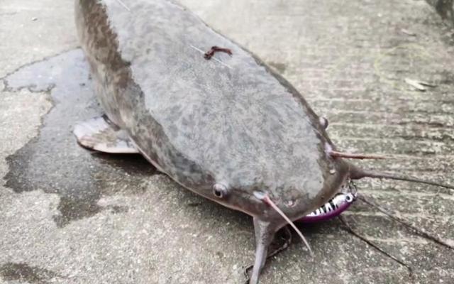 浑身都是“寄生虫”的5种鱼，卖鱼老板自己从来不吃，白送也别要