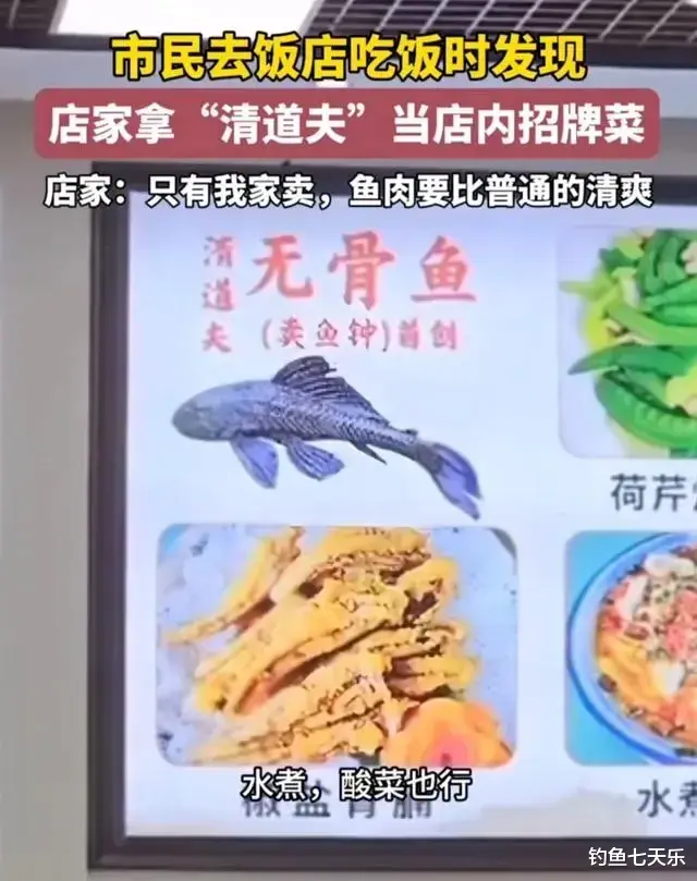 看了很上头!“清道夫”被做成美食,靠“吃”能解决泛滥的难题吗?