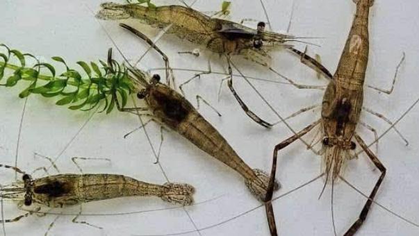 4种正在逐步消失的河鲜，30年前当草现在当宝，你吃过几种呢？