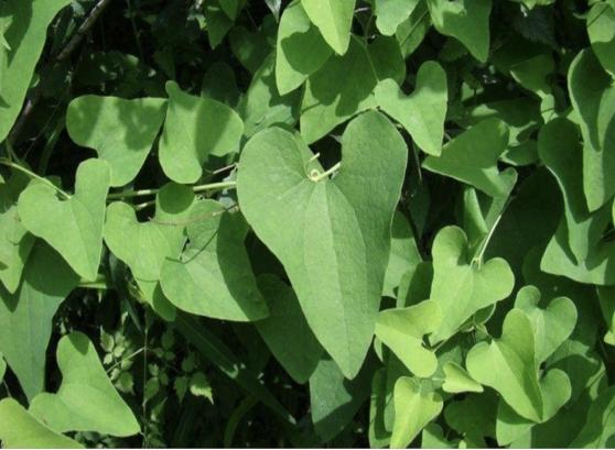 3种中药已被《国家药典》除名，有肾毒性还致癌，别以为是好药