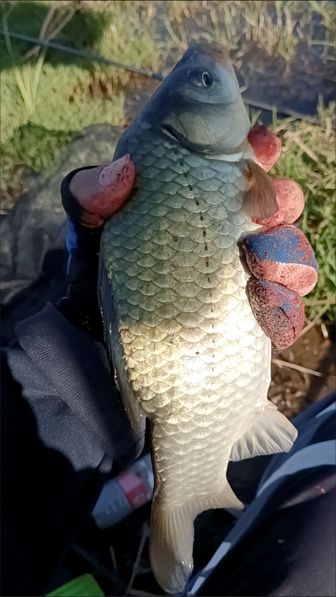 野钓超实用钓法二  : 子线加铅钓法