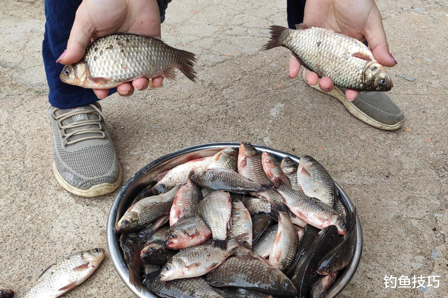 春季浅滩钓鲫鱼的5个要领，掌握以后钓得多