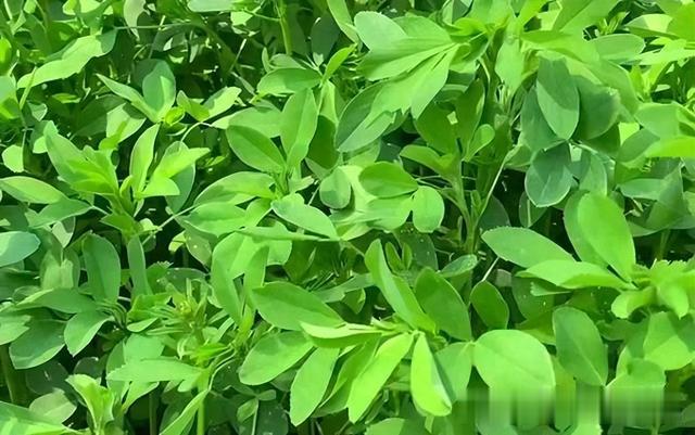 春天,这菜可劲吃,一降火,二通便,三消炎,四强免疫,别手软