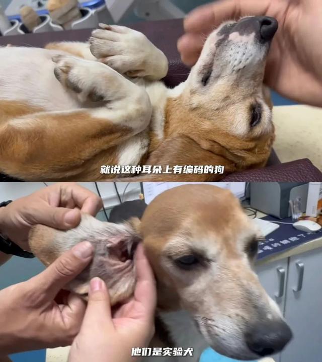 全网为杜江霍思燕一家颁发塌房豁免权,好小众的荣誉啊