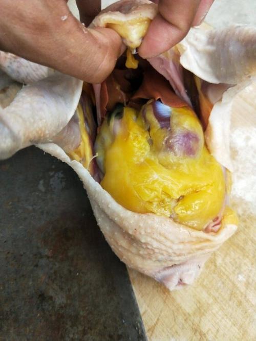 杀鸡时,肚子里有一块“黄油”常被丢掉,殊不知是个宝,涨知识了