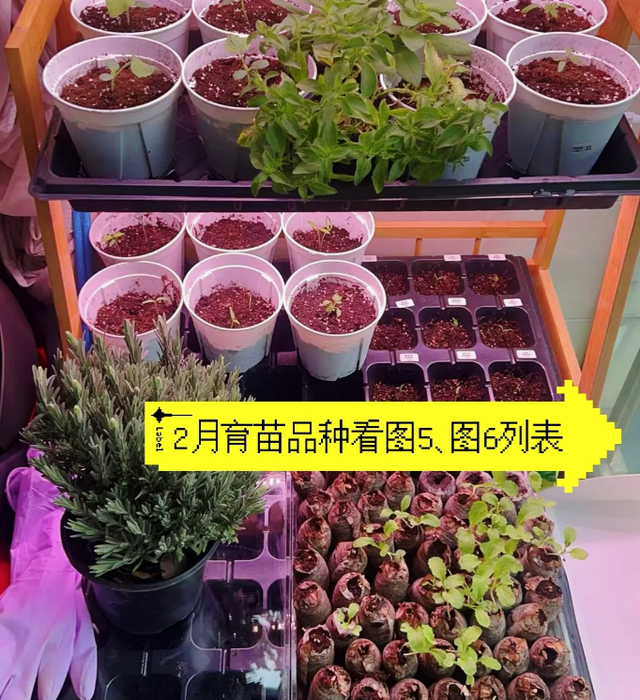 张馨予的豪宅曝光，无数人直呼羡慕: 花海美不胜收，菜园圈粉百万