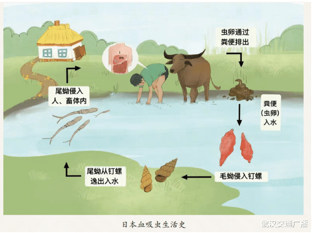 全国血防宣传周|血防知识得知道,防治有招看过来